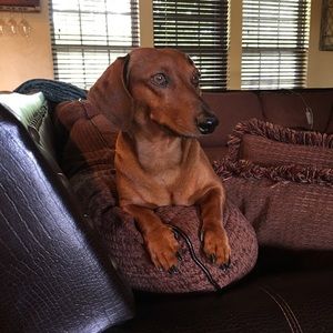 Meet your Posher, Parris